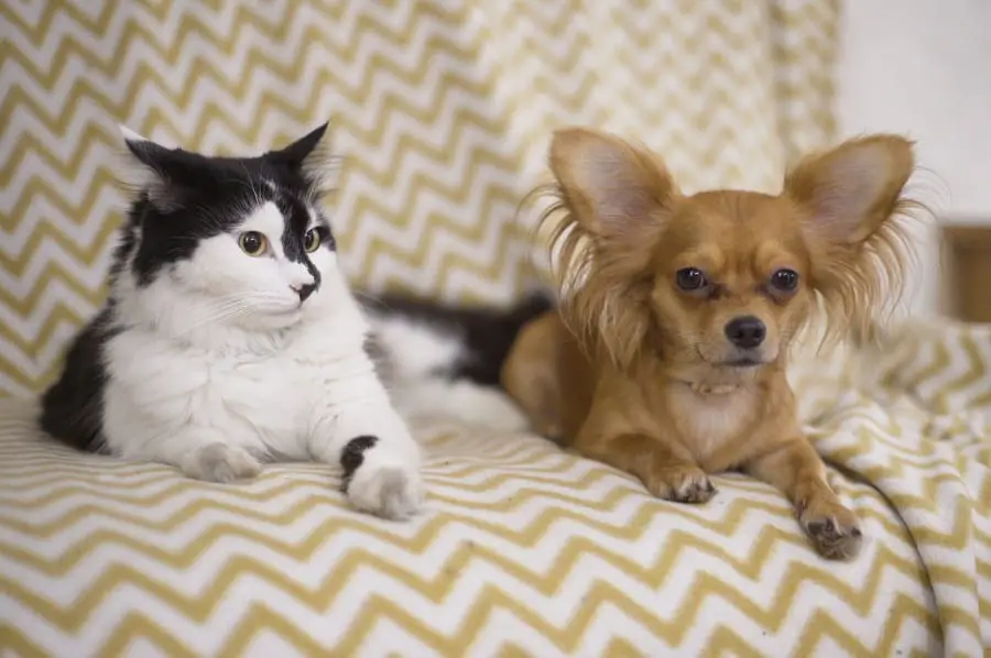 Chihuahua dog and fluffy cat lie on the sofa