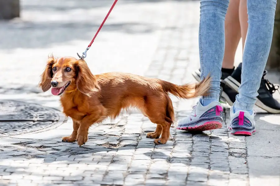 Dachshund vs Chihuahua Puppy