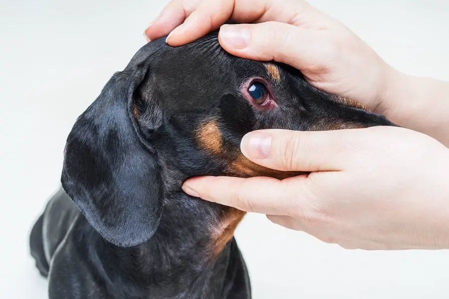 Veterinarian check on the eyes of a dog dachshund