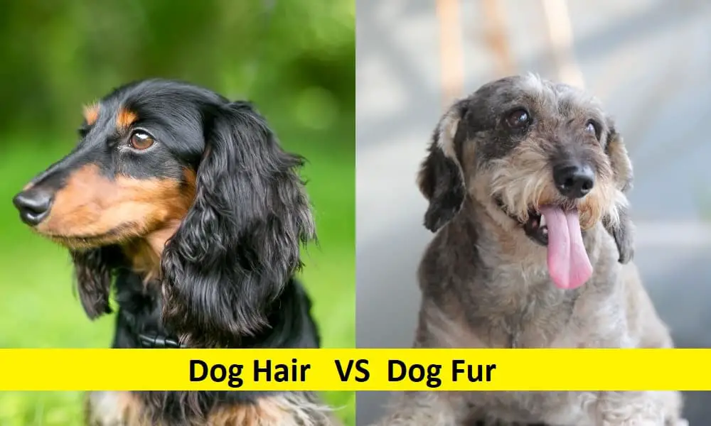 Difference between Dog Hair and Fur 