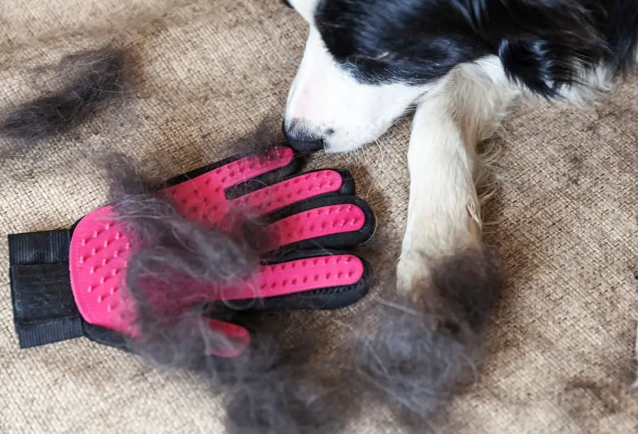 portrait of dachshund dog with fur in moulting lying down on couch