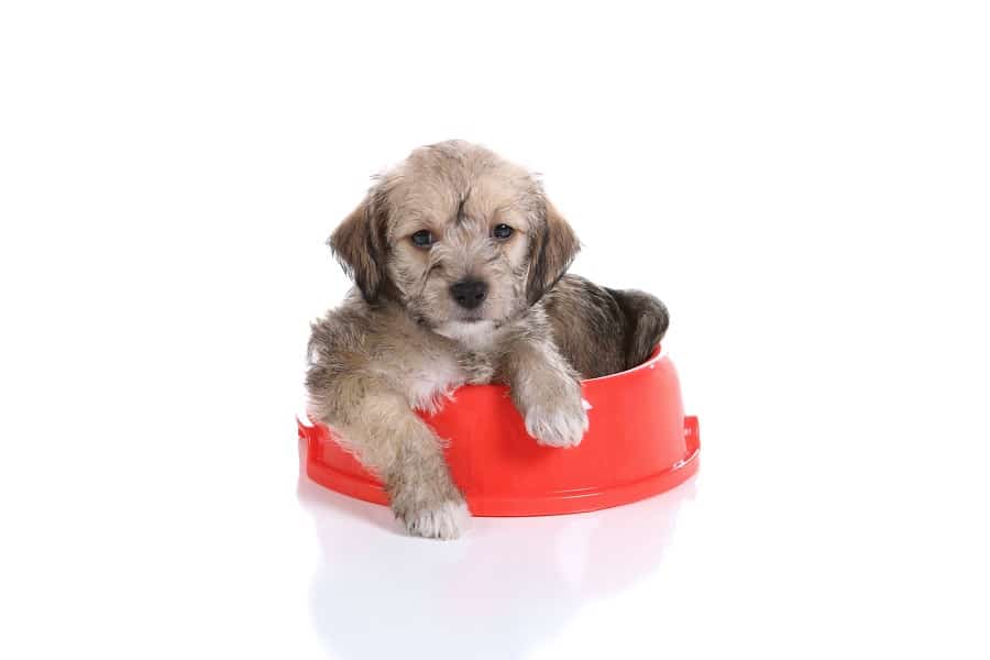 Doxiepoo Puppy In Dog Dish