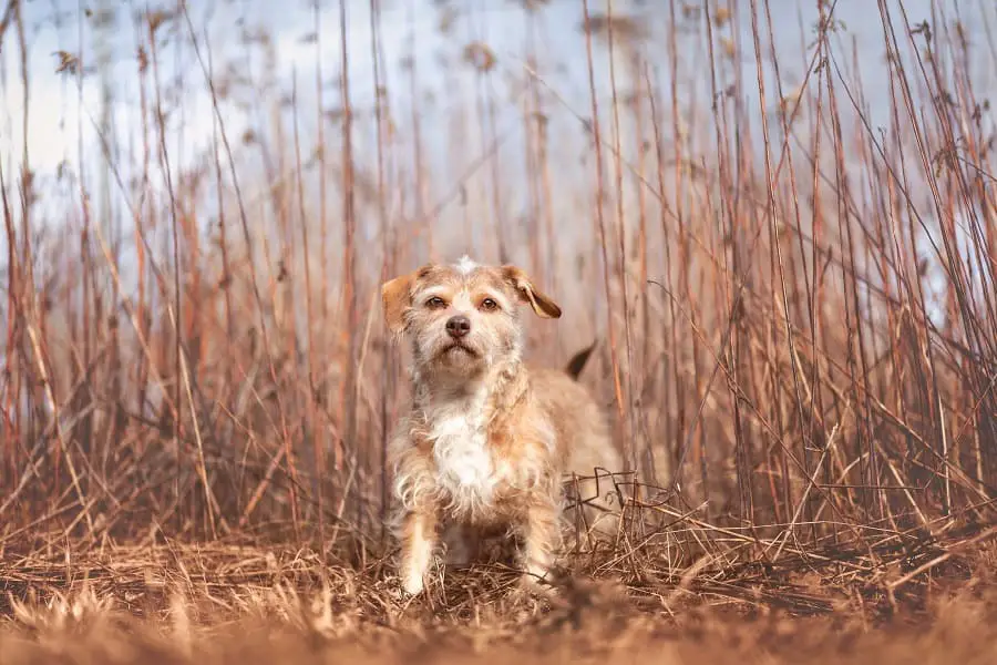  Doxiepoo standing in the meadow