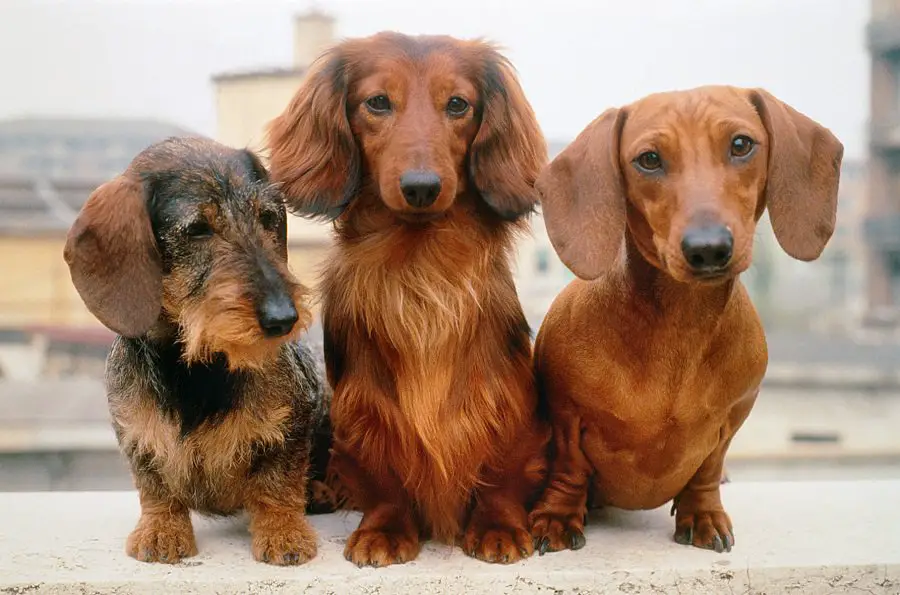 Dachshund with different Hair Coat Type