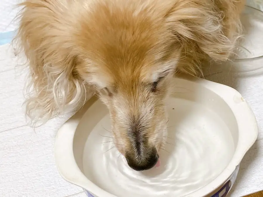 dachshund is drinking water