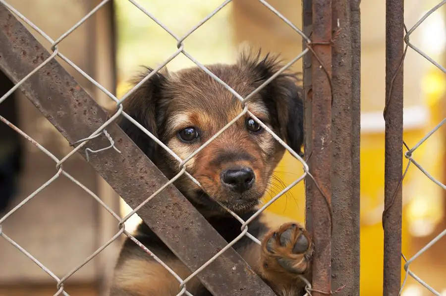 Lonely dachshund puppy looking behind a fence in a shelter