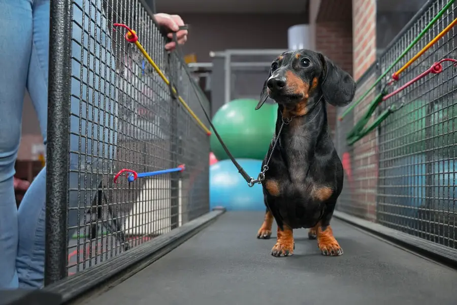 Dachshund Training  on a Treadmill