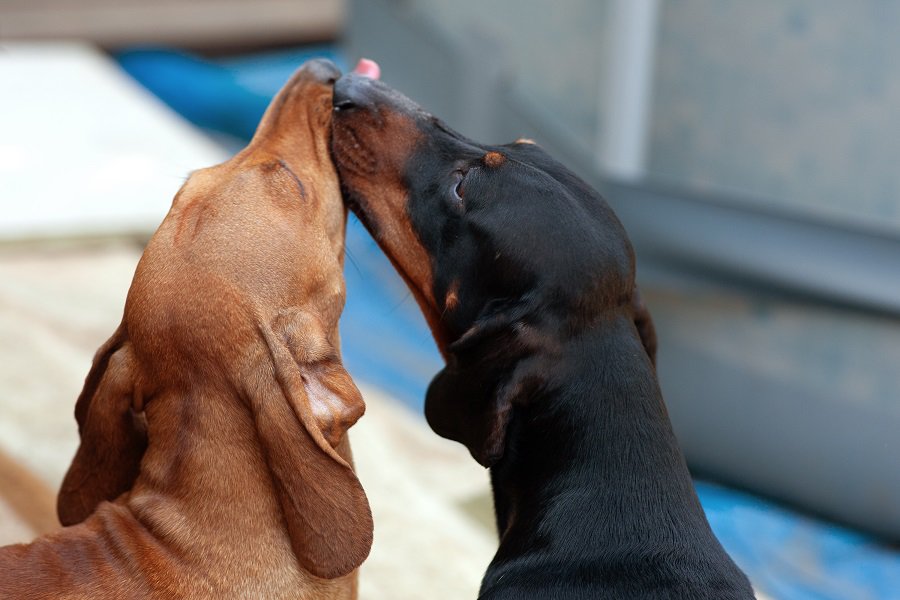 Two dachshunds licking to each other.