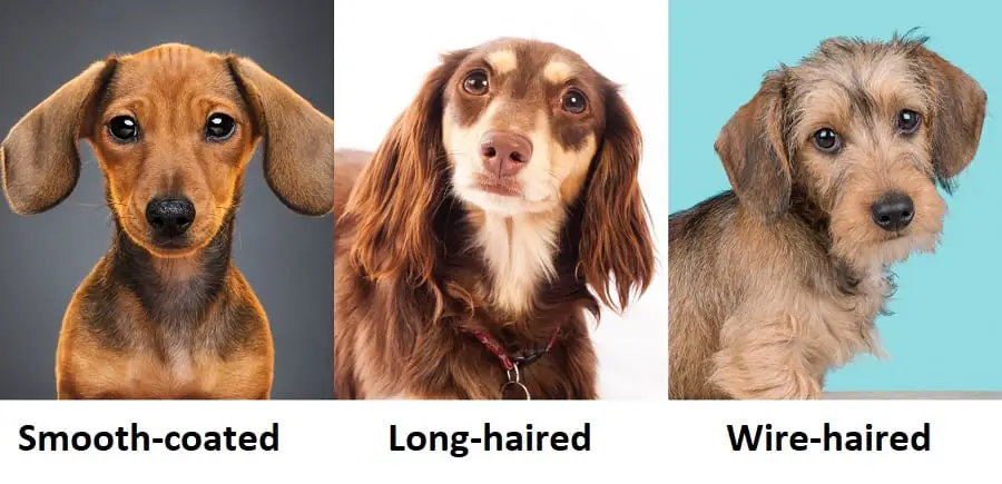 collage os smooth-coated, long-haired and wire-haired dachshunds