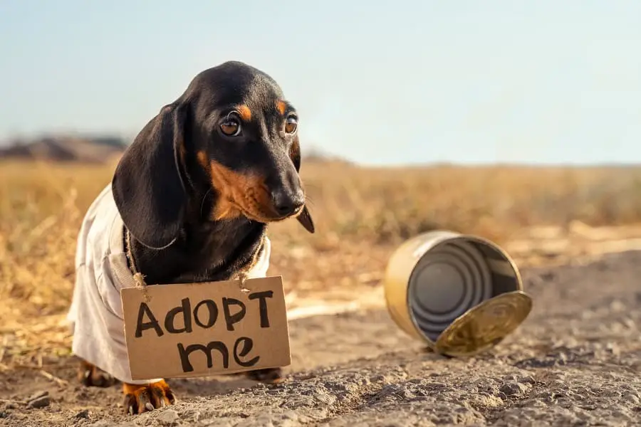 dachshund puppy in old t-shirt with adopt me sign around neck 