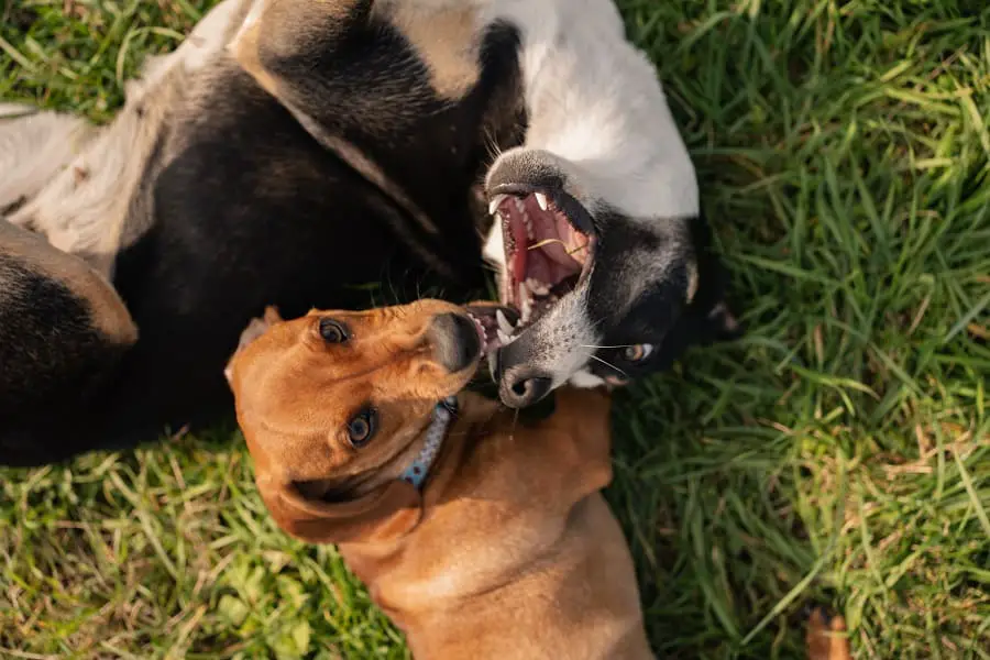 two dachshund biting and playing