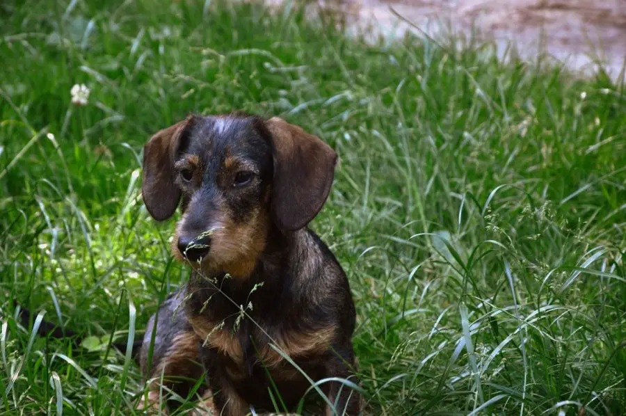 wirehaired dachshund looking forward