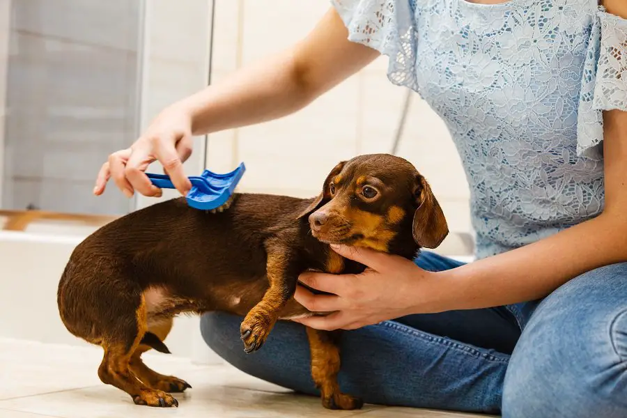 Woman brushing her dachshund dog