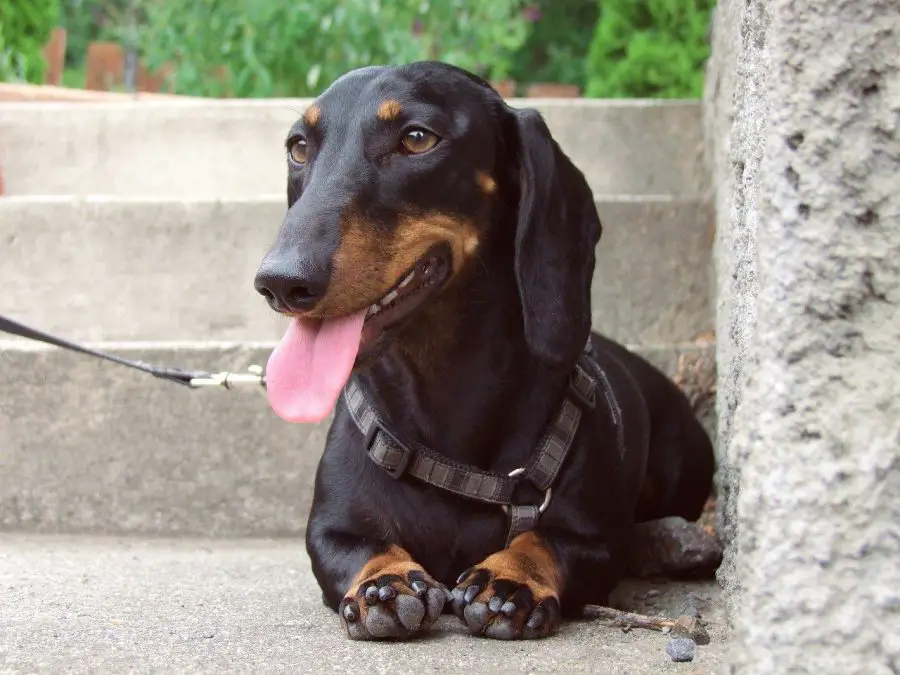 dachshund sitting and panting