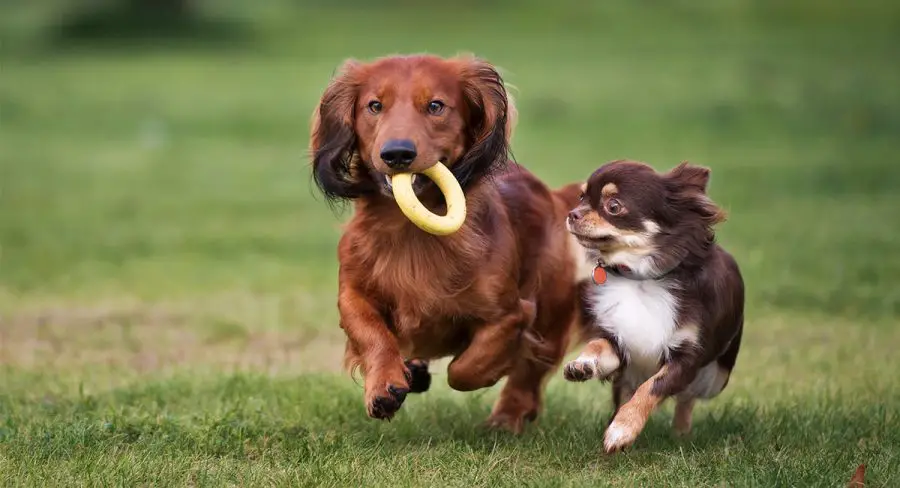 Dachshund and Chihuahua running together