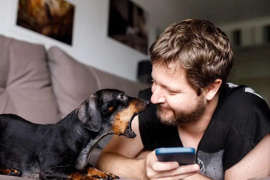 Dog barking at man using phone