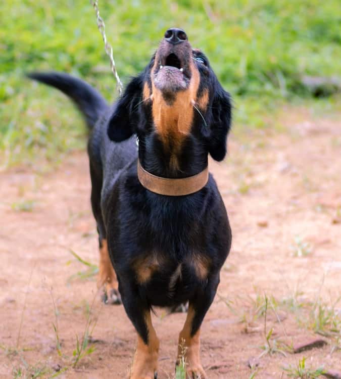 dachshund dog howling at master