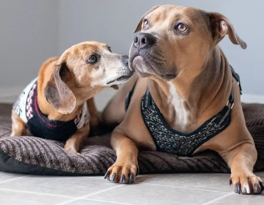 dachshund and another dog laying and playing