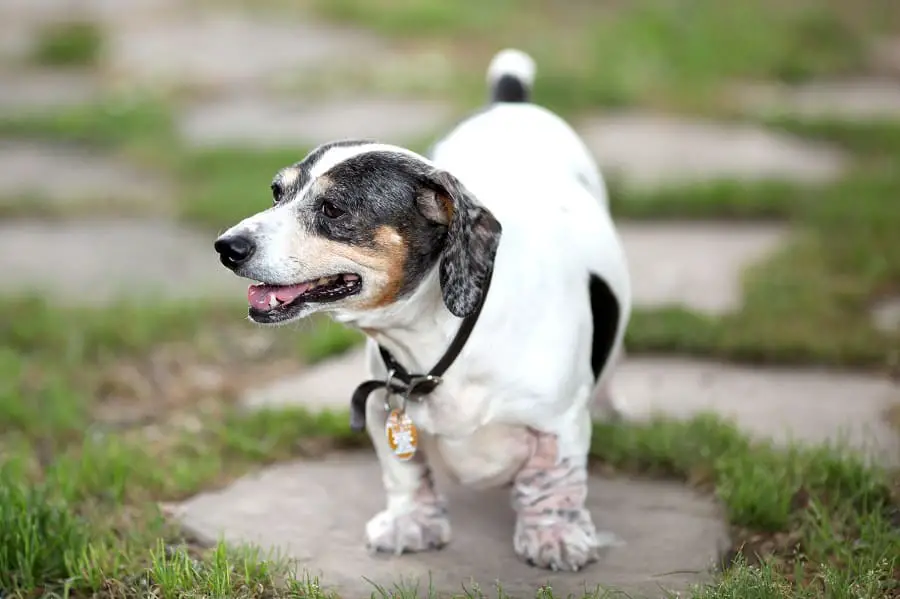 dachshund with skin allergy