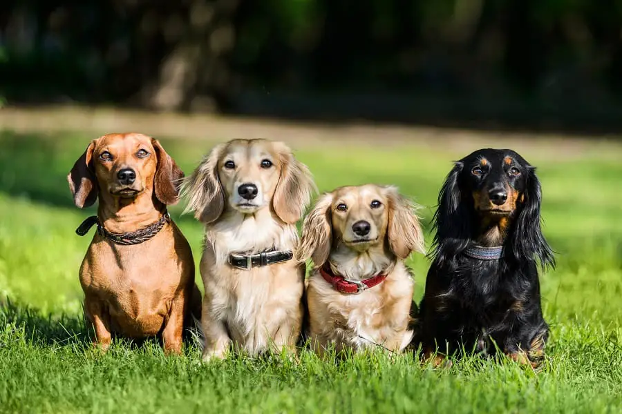 different type of dachshund hair coat