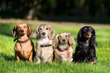Does Your Dachshund Have Hair or Fur? We Explore their Coat Types –  Dachshund Journal