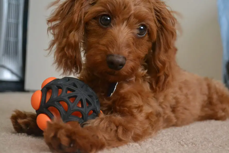 doxiepoo playing with toy looking up