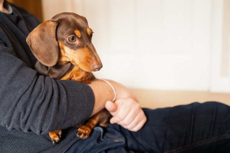 Do Dachshunds Like to Cuddle? 5 Signs Your Dachshund Loves You