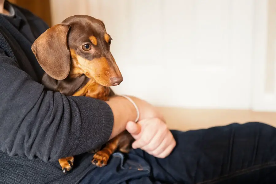 A miniature dachshund sits on the lap of a man who is cuddling her