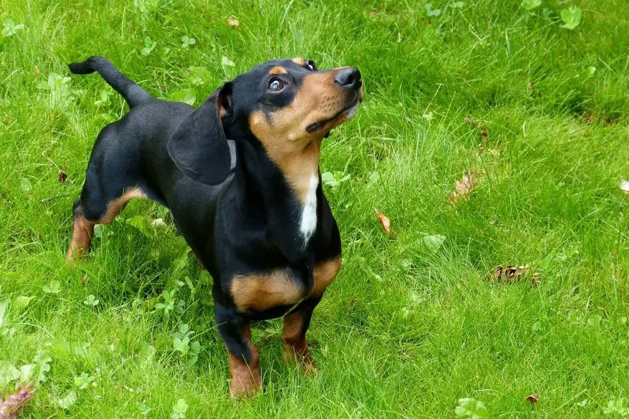 dachshund looking up at its owner