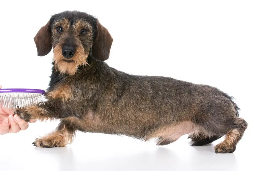 miniature wirehaired dachshund dog getting brushed