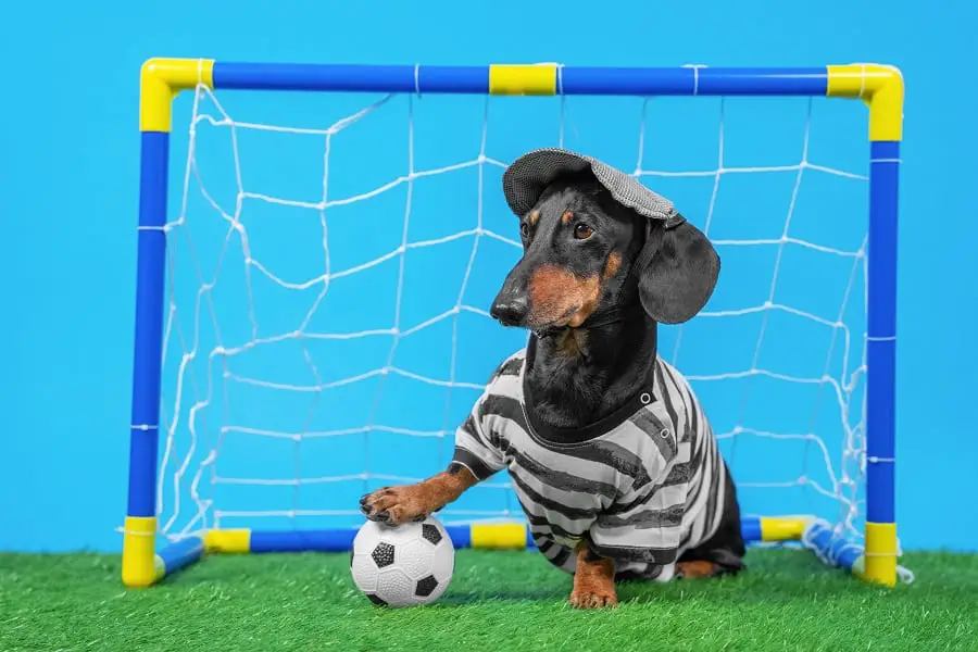 black and tan dachshund wearing striped T-shirt, shorts and cap stands at the goal like a football goalkeeper put his paw on the ball.