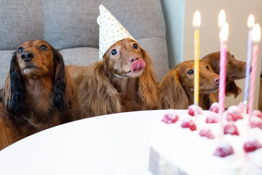 dachshunds celebrating birthday