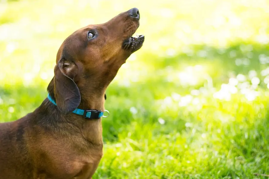 Dachshund dog howling in the park