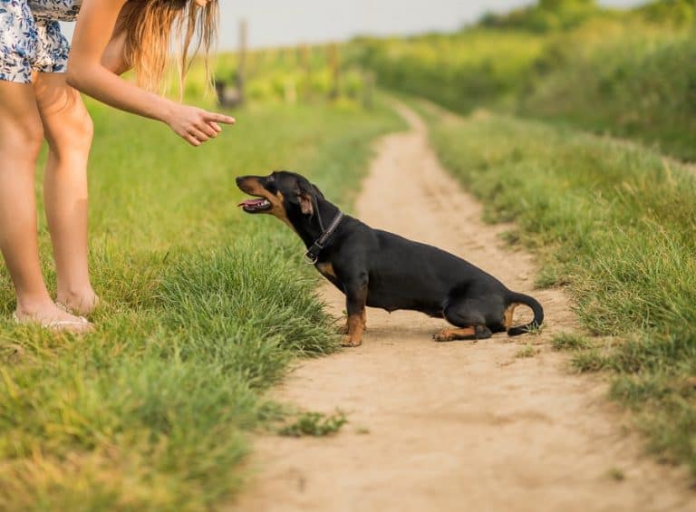 Why Dachshunds Bite and 7 Practical Ways to Get Them to Stop