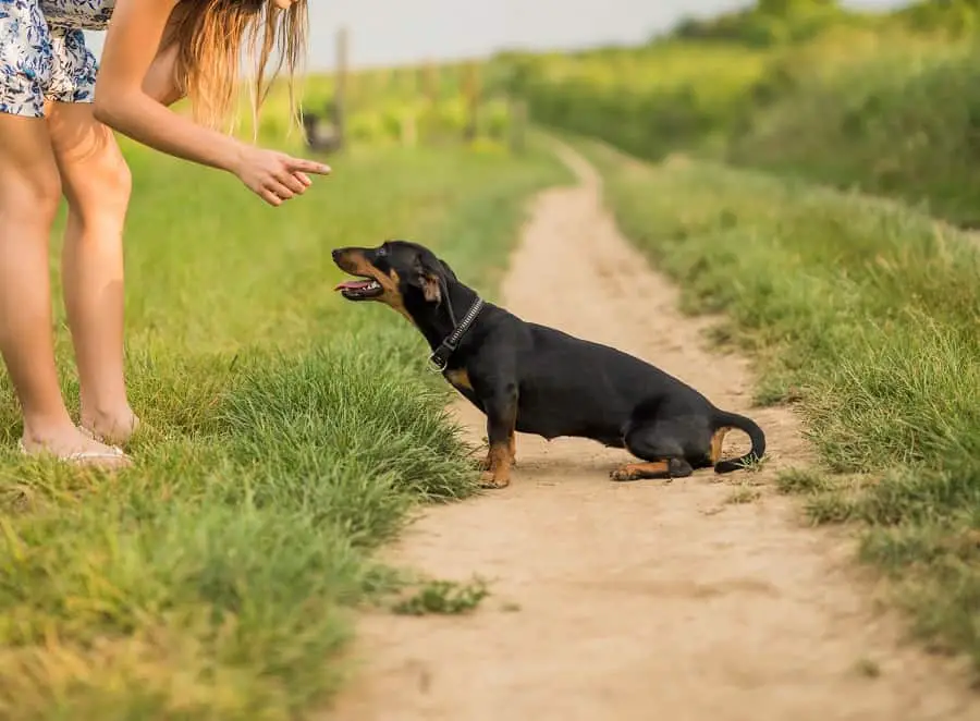 girl reprimanding dachshund for biting