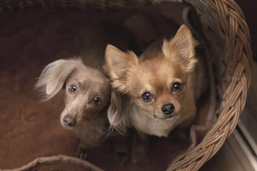 Miniature Dachshund and Chihuahua looking upward