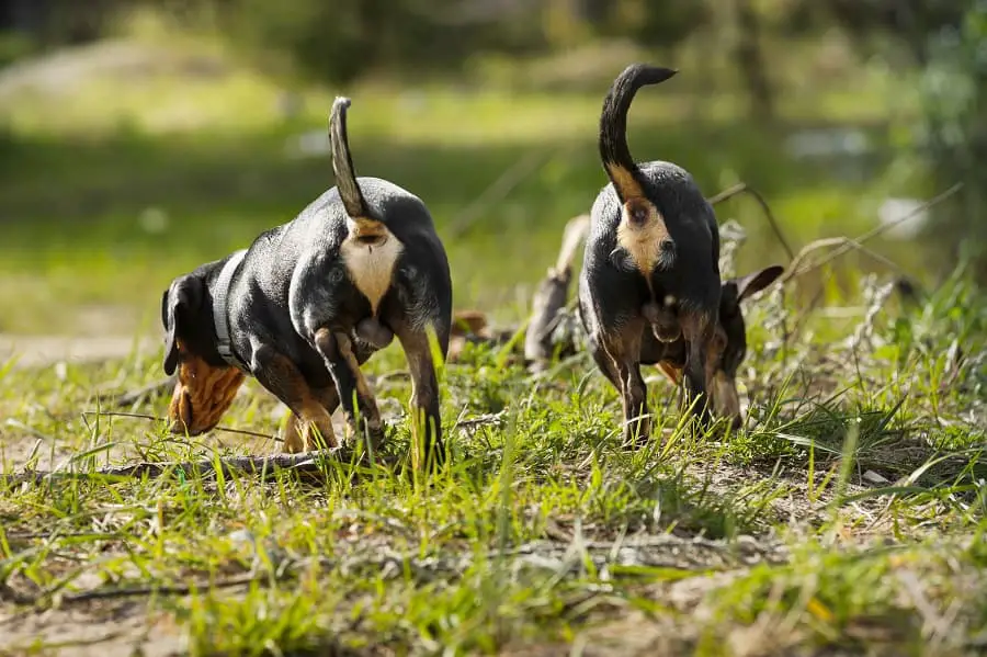  two dachshunds running along the river Bank 