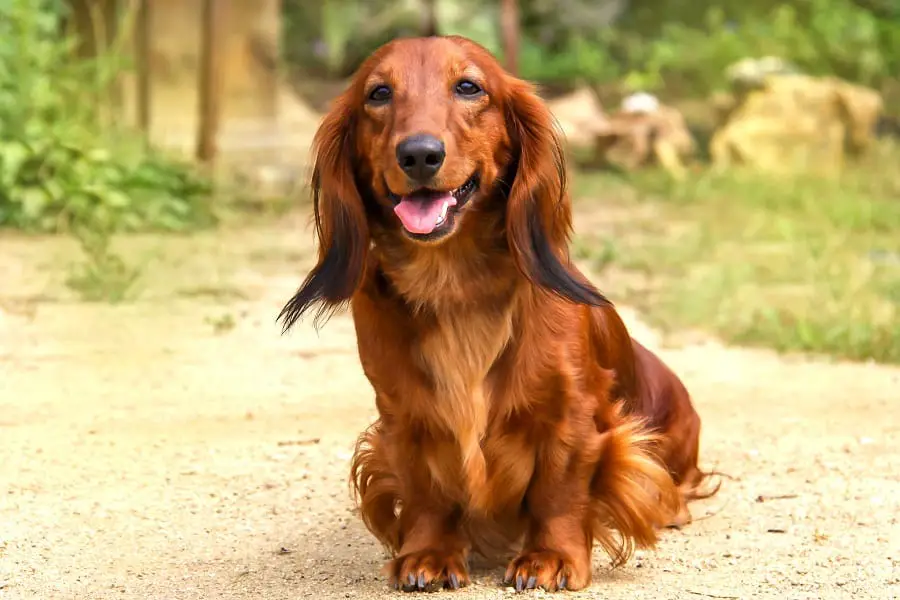 Portrait of a long-haired Dachshund in the open air laughing