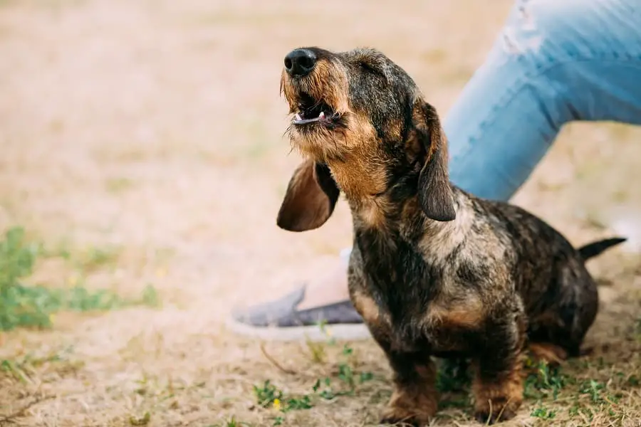 Brown Red Wire-haired Dachshund Dog Barking Outdoor