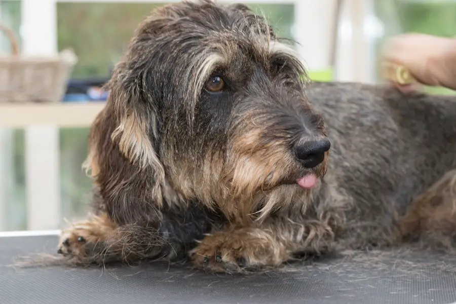 wire-haired dachshund shedding hair