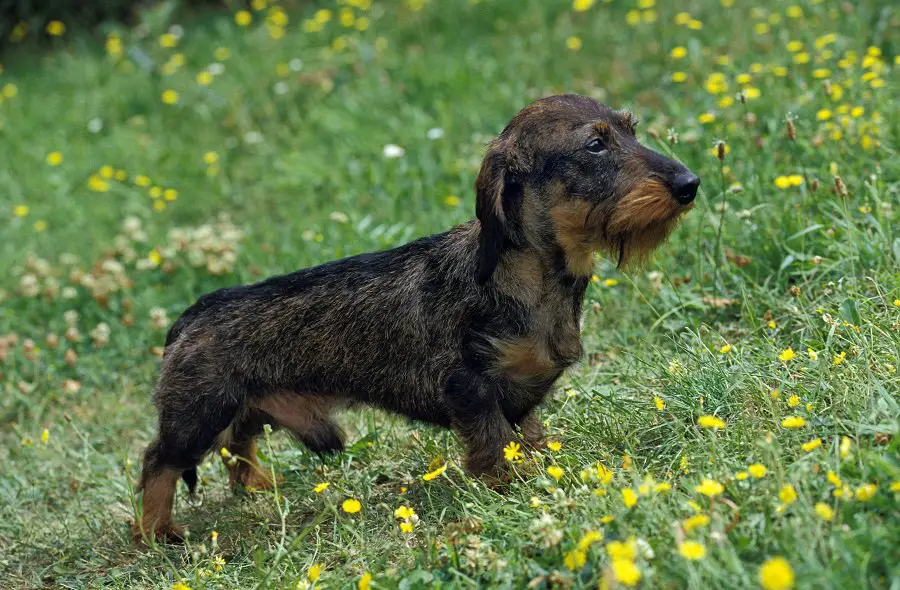 British teckel standing on grass