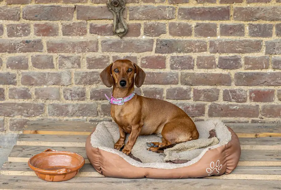 Dachshund sitting on weathered burrowing bed