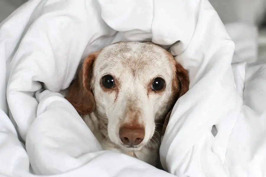 dachshund burrowing under a white comforter