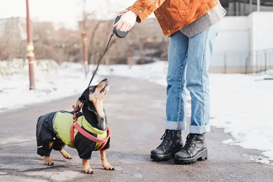 owner communicating with a dachshund on a walk