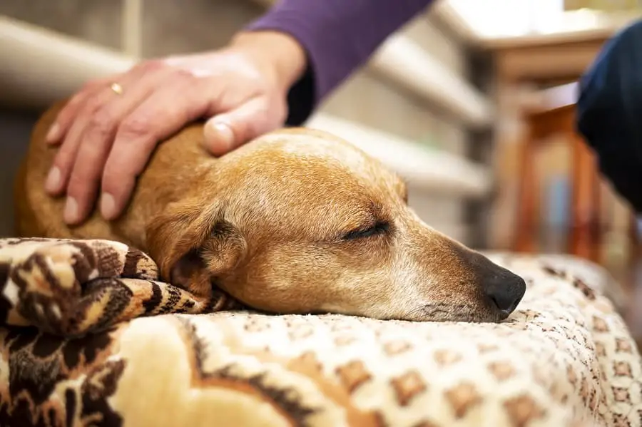  old gray-haired clingy dachshund seeping