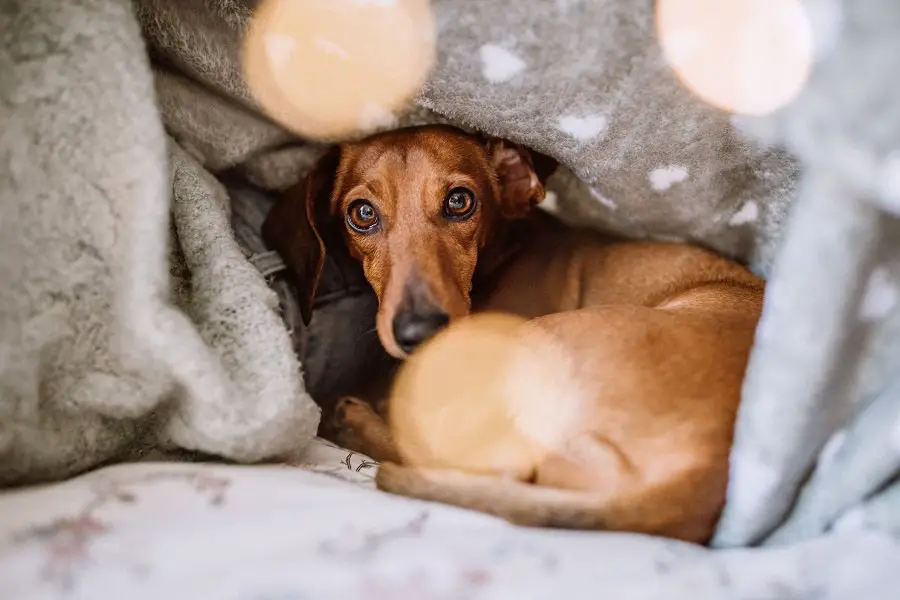 Brown dachshund looking needy and sad