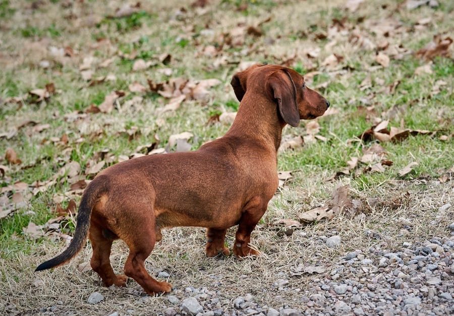 crossbreed dachshund looking off into the distance