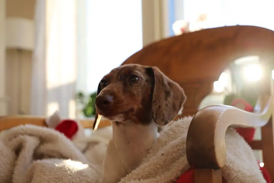 dachshund on blanket