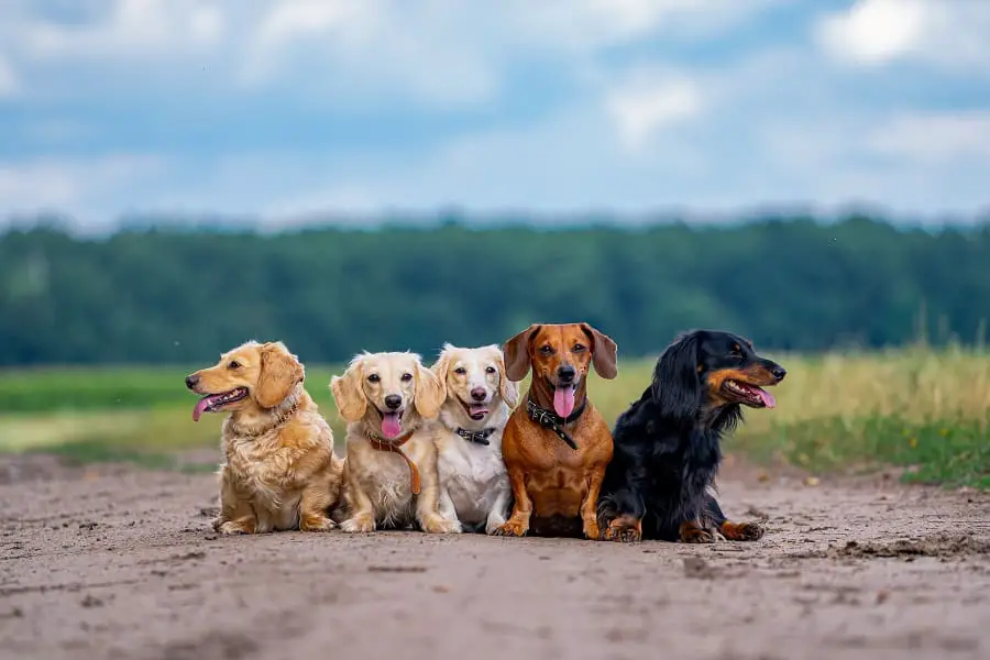 dachshund breeds according to coat