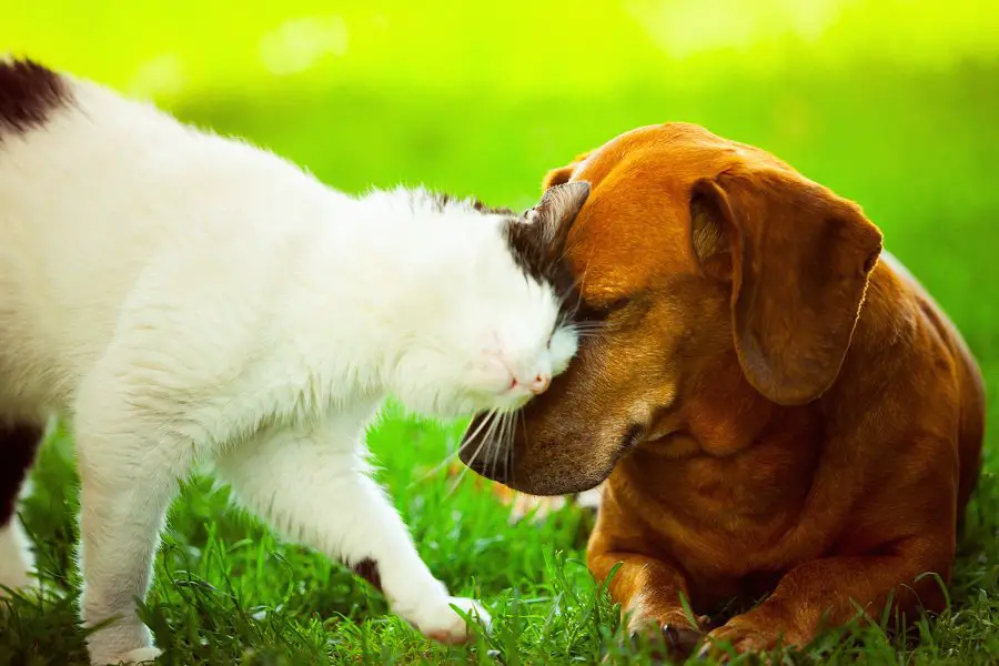 dachshund socializing with other animal